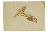 Pair Of Fossil Fish (Knightia) - Wyoming #318637-1